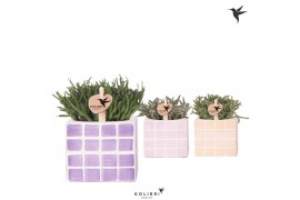 Rhipsalis mix Kolibri Greens Rhipsalis mix in Mosa pot pink mix1 pp