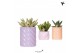Succulenten mix Kolibri Greens Succulenten mix in Candy pot pink mix1  