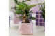 Calathea mix Kolibri Greens Calathea mix in Candy pot pink mix1 pp 