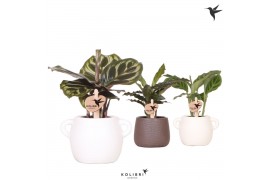 Calathea mix Kolibri Greens Calathea mix in Scales pot mix1 pp