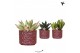 Succulenten mix Kolibri Greens Succulenten mix in Diamond Pearl pot re 
