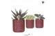 Succulenten mix Kolibri Greens Succulenten mix in Diamond Pearl pot re 