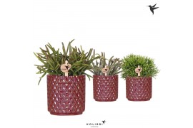 Rhipsalis mix Kolibri Greens Rhipsalis mix in Diamond Pearl pot red1 p