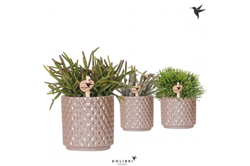 Rhipsalis mix Kolibri Greens Rhipsalis mix in Diamond Pearl pot sand1  