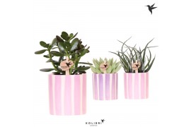 Succulenten mix Kolibri Greens Succulenten mix in Painted Stripe pot p