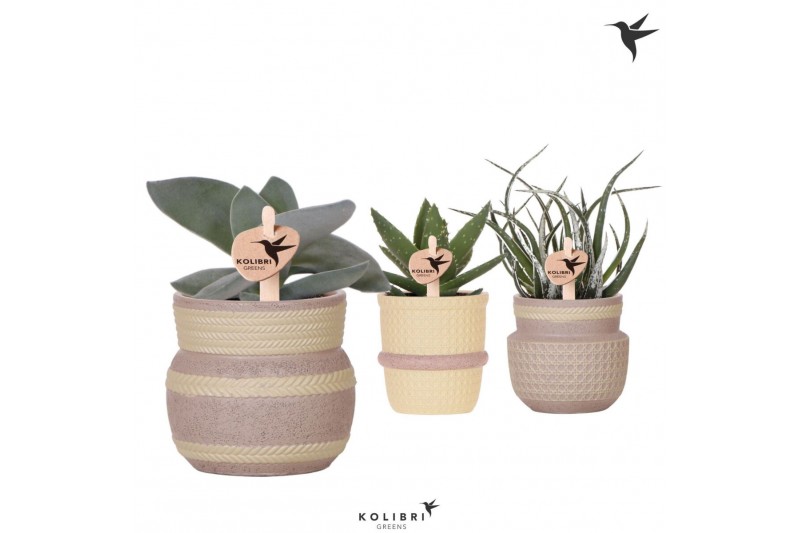 Succulenten mix Kolibri Greens Succulenten mix in Ethnic pot khaki mix 