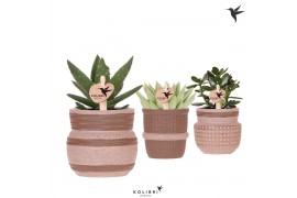 Succulenten mix Kolibri Greens Succulenten mix in Ethnic pot sand mix1