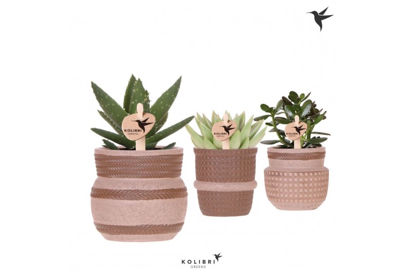 Succulenten mix Kolibri Greens Succulenten mix in Ethnic pot sand mix1 