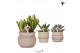 Succulenten mix Kolibri Greens Succulenten mix in Ethnic pot khaki mix 