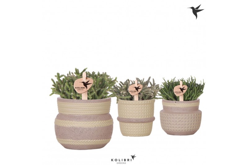 Rhipsalis mix Kolibri Greens Rhipsalis mix in Ethnic pot khaki mix1 pp 