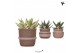 Succulenten mix Kolibri Greens Succulenten mix in Ethnic pot sand mix1 