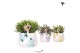 Rhipsalis mix Kolibri Greens Rhipsalis mix in Coral pot mix1 pp 