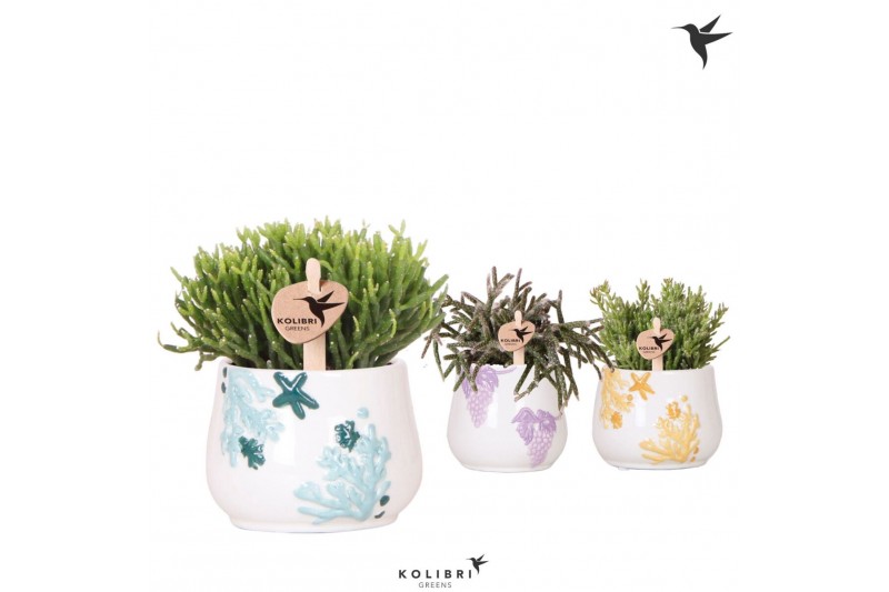 Rhipsalis mix Kolibri Greens Rhipsalis mix in Coral pot mix1 pp 