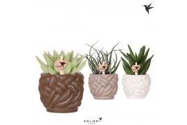Succulenten mix Kolibri Greens Succulenten mix in Rope pot mix1 pp