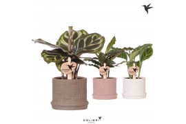 Calathea mix Kolibri Greens Calathea mix in Bali pot mix1 pp