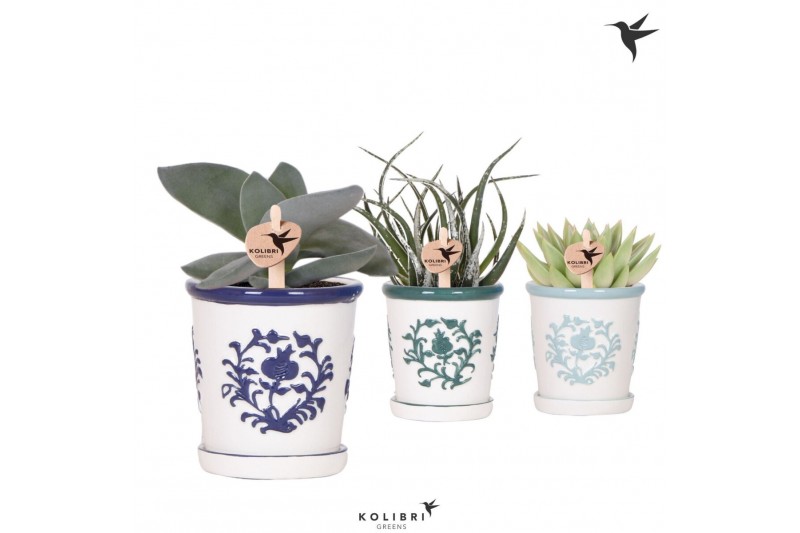 Succulenten mix Kolibri Greens Succulenten mix in Malaga pot blue mix1 