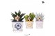 Succulenten mix Kolibri Greens Succulenten mix in Malaga pot mix1 pp 