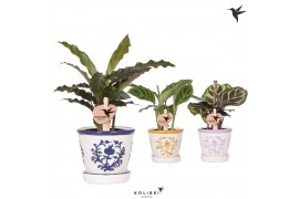 Calathea mix Kolibri Greens Calathea mix in Malaga pot mix1 pp