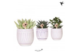 Succulenten mix Kolibri Greens Succulenten mix in Granada pot lila mix