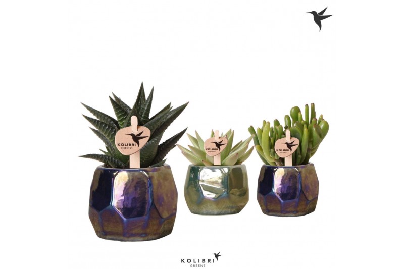 Succulenten mix Kolibri Greens Succulenten mix in Pearl pot blue green 