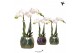 Phalaenopsis multiflora wit Kolibri Orchids Phalaenopsis white 2 spike 