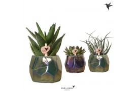 Succulenten mix Kolibri Greens Succulenten mix in Pearl pot blue green