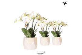 Phalaenopsis wit Kolibri Orchids Phalaenopsis Ghent in Pearl pot trave