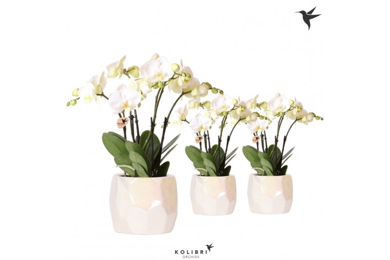 Phalaenopsis wit Kolibri Orchids Phalaenopsis Ghent in Pearl pot trave 
