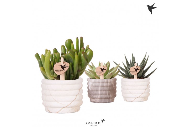 Succulenten mix Kolibri Greens Succulenten mix in Marble pot mix1 pp 