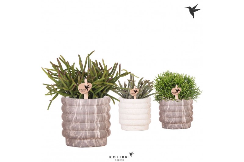 Rhipsalis mix Kolibri Greens Rhipsalis mix in Marble pot mix1 pp 