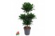 Dracaena fragr. compacta Dracaena Compacta5 pp 