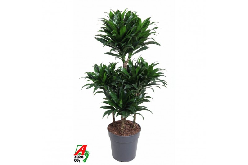 Dracaena fragr. compacta Dracaena Compacta5 pp 