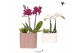 Arrangementen phalaenopsis multiflora Kolibri Orchids Phalaenopsis 2 s 