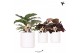Calathea mix Kolibri Greens Calathea mix in Pastel pot white1 pp 