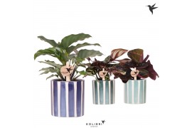Calathea mix Kolibri Greens Calathea mix in Painted Stripe pot blue mi