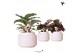 Calathea mix Kolibri Greens Calathea mix in Maze pot white1 pp 