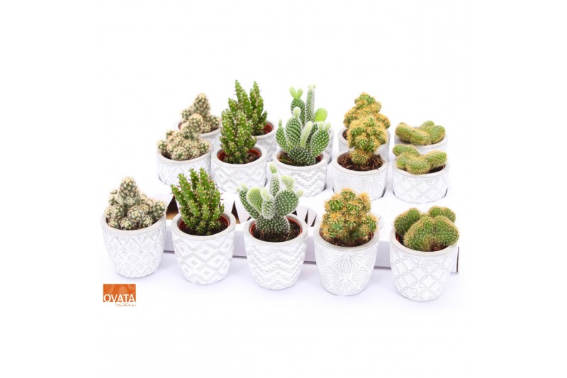 Cactus mix 5 soorten Cactus mix in Stockholm 7 