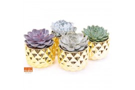 Echeveria mix Echeveria mix in Las Vegas 14