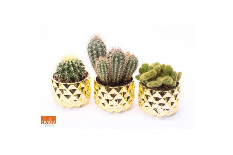 Cactus mix 4 soorten Cactus mix in Las Vegas 14 