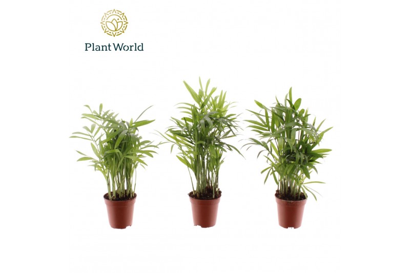 Chamaedorea elegans Tiny Lizzy (Chamaedorea) 8 pp 