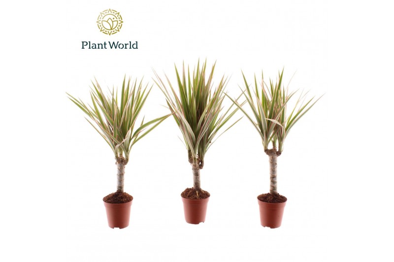 Dracaena marg. bicolor Tiny Tummy Dracaena Bicolor 1 pp 