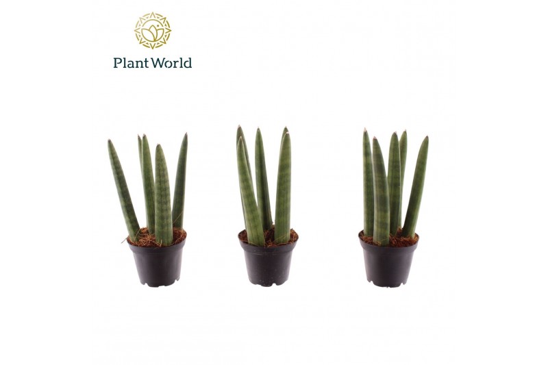 Sansevieria cylindrica Sansevieria Spaghetti 7 cm 