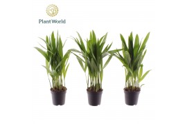 Dypsis lutescens Dypsis lutescens (Areca) 7 cm 8 pp