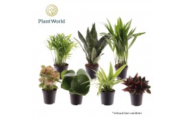 Kamerplanten mix Keen on Green mix Indiana 7 cm 1 pp