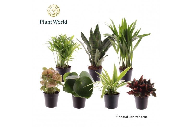 Kamerplanten mix Keen on Green mix Indiana 7 cm 1 pp 