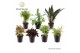 Kamerplanten mix Keen on Green mix Georgia 7 cm 1 pp 