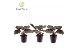 Calathea Calathea Ornata 7 cm