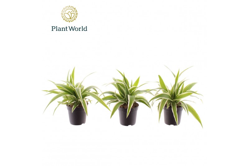 Chlorophytum ocean Chlorophytum Ocean 7 cm 6 pp 