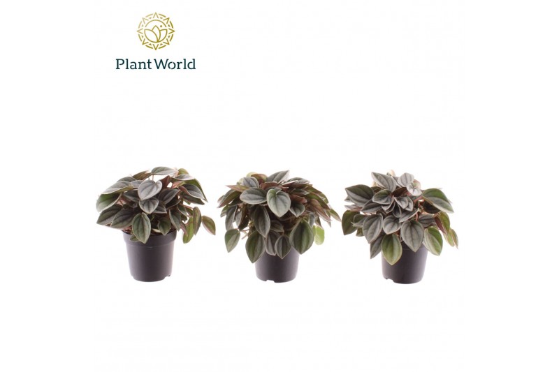 Peperomia napoli nights Peperomia Napoli Nights 7 cm 1 pp 