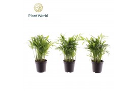 Chamaedorea elegans Chamaedorea elegans 7 cm 8 pp